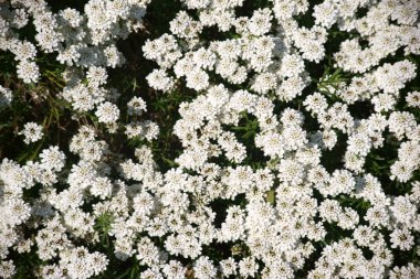 Evergreen candytuft / Yaprak dökmeyen candytuft çiçekleri ile bir bahçe yatağında closeup ve üst görünümü
