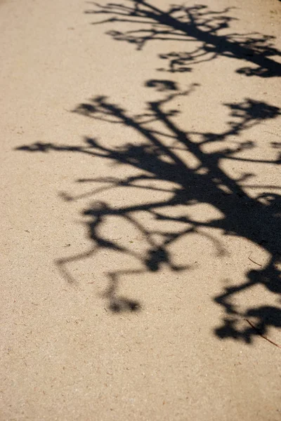 床の影の枝 木は明るい地面に枝や小枝の影を投げる — ストック写真