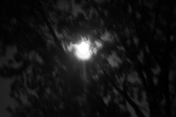 Månen Mellan Grenarna Den Ljusa Fullmåne Lyser Genom Snår Ett — Stockfoto