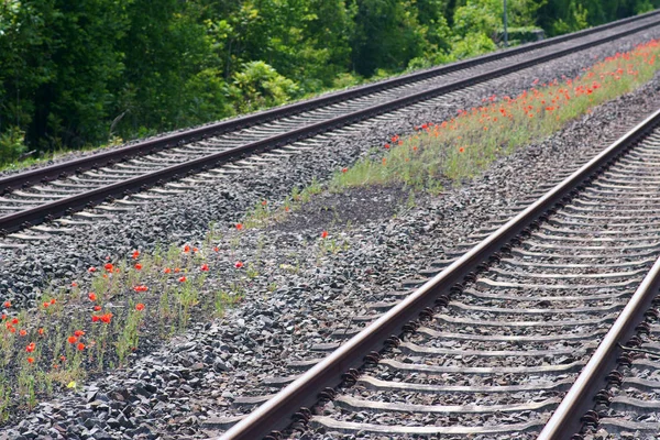 Παπαρούνες Μεταξύ Σιδηρόδρομος Κομμάτια Ένα Λουλούδι Λιβάδι Παπαρούνες Μεταξύ Σιδηρόδρομος — Φωτογραφία Αρχείου