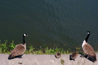 Civciv ile Kanada kaz çift / Iki civciv ile Kanada kaz bir çift yakın çekim.