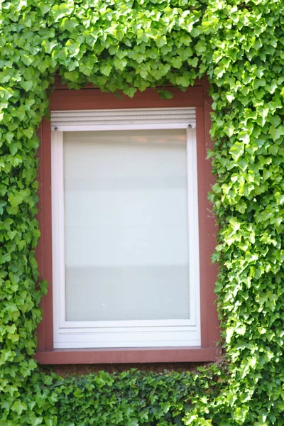 窓の周りの緑のつるの葉 緑と新鮮なブドウの葉が窓を囲む — ストック写真
