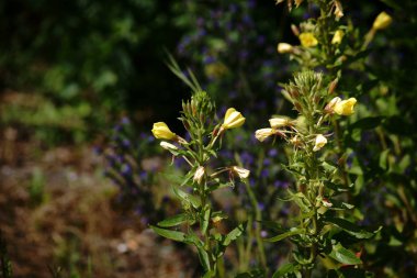Yol kenarında sığırkuyruğu/yolu boyunca sarı çiçekler ile bir sığırkuyruğu.