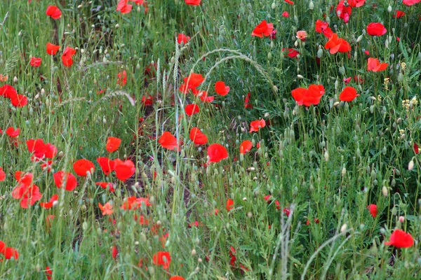 Bright Red Poppies Edge Field Bright Red Poppy Flowers Edge — Stock Photo, Image