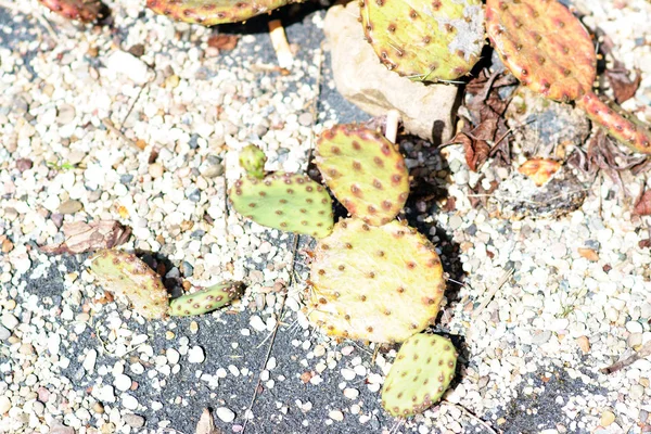 Dehydratace Kaktusů Slunci Blízkosti Odolných Dehydratujících Kaktusů Kamenité Půdě Jasném — Stock fotografie