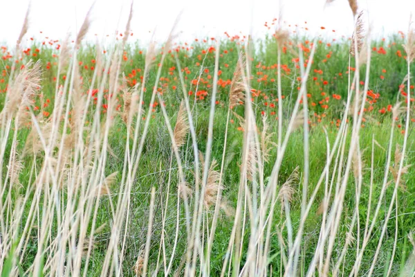 リード草の後ろのケシの花 リード草の後ろの草原と堤防に赤い輝くケシの花 — ストック写真