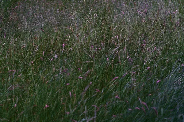 暗い野生の草原 暗い野生の草原のパニックと草 — ストック写真