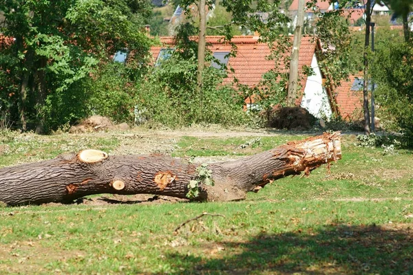 Sågat Trädstam Efter Storm Sågat Trädstam Mitt Stadspark Efter Storm — Stockfoto