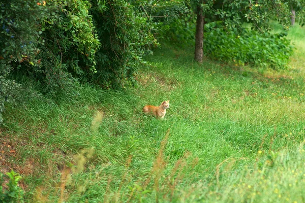 Κόκκινη Γάτα Στο Γρασίδι Μια Κόκκινη Εγχώρια Γάτα Στο Πράσινο — Φωτογραφία Αρχείου