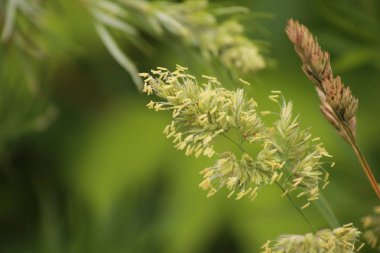 Olağandışı hatta sıradan çimen çiçek