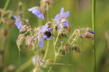    Nektar toplar Bumble bee