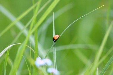 uğur böceği bir bıçak çimen