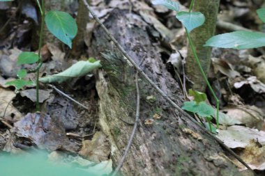 Orman karıncalar için bir platform