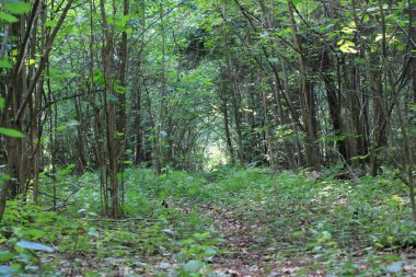 Yoğun bir orman yolundaki
