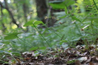 Ormana düşen yapraklar