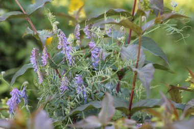 mavi çiçekler yeşil çimen