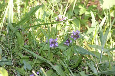 Mavi kır çiçekleri yeşil çimlerde