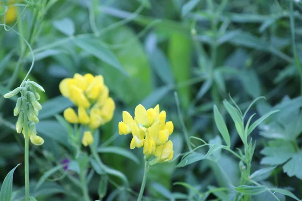 yellow wildflowers on a background of green grass