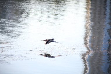 ördek su üzerinde uçan