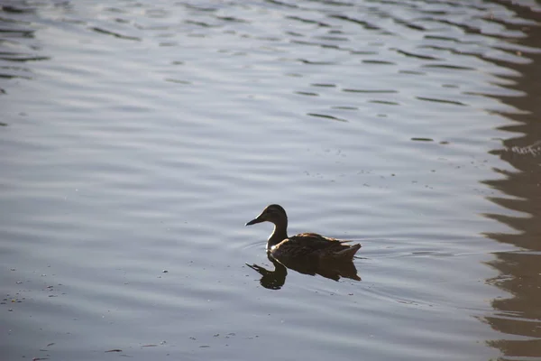 Die Ente Schwimmt Auf Dem Wasser — Stockfoto