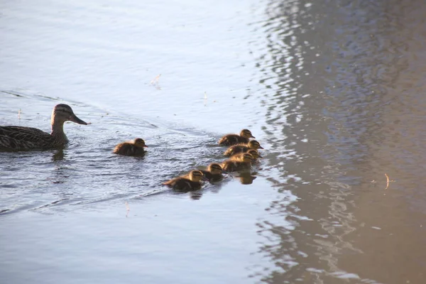 su yüzme ördek ve yedi ördek yavrusu