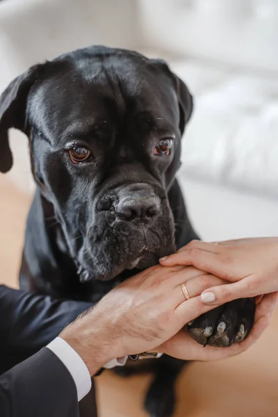 Erkek Kadın Siyah Köpek Pençe Avuç Içi Arasında Tutun — Stok fotoğraf