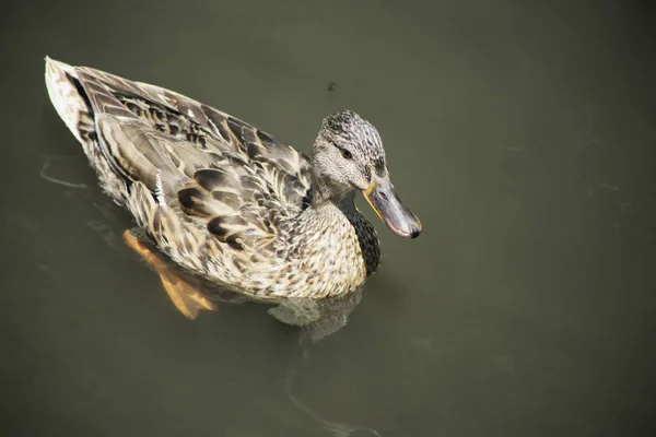 Ente Schwimmt Wasser — Stockfoto