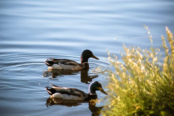 Zwei Erpel Schwimmen Ufernähe — Stockfoto