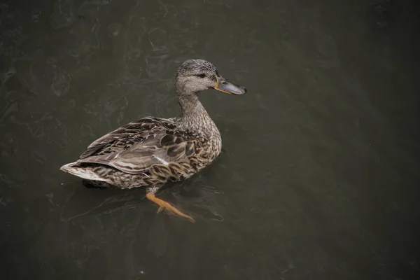 Ente Schwimmt Dunklen Wasser — Stockfoto