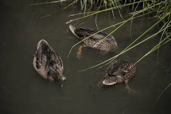 Drei Enten Schwimmen Und Fressen Dunklen Wasser — Stockfoto