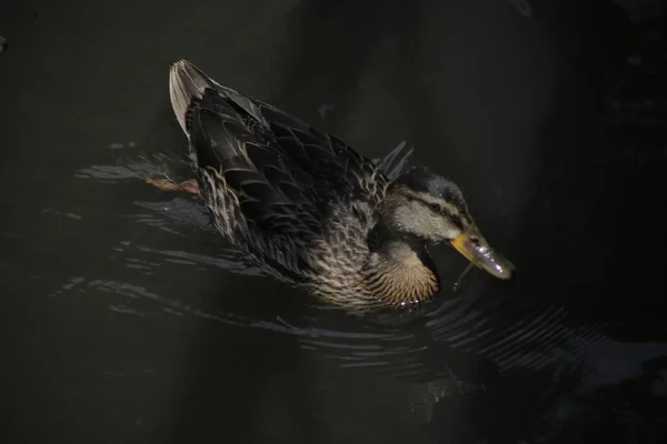 Ente Schwimmt Dunklen Wasser — Stockfoto
