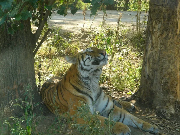 Tigre Descansa Libertad — Foto de Stock