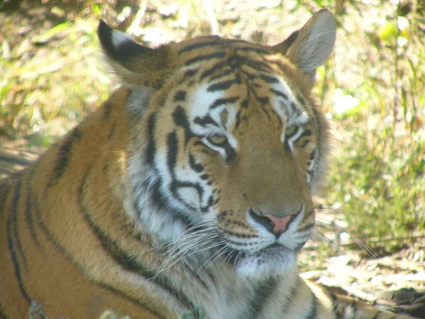 Tigre Descansa Libertad — Foto de Stock