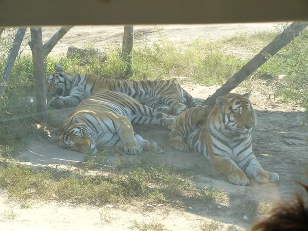 Tres Tigres Descansan Sombra — Foto de Stock