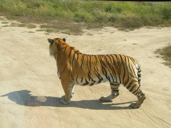 Tigris Séta Homokban — Stock Fotó