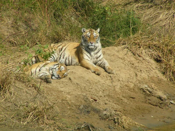 Dos Tigres Descansan Sobre Arena — Foto de Stock