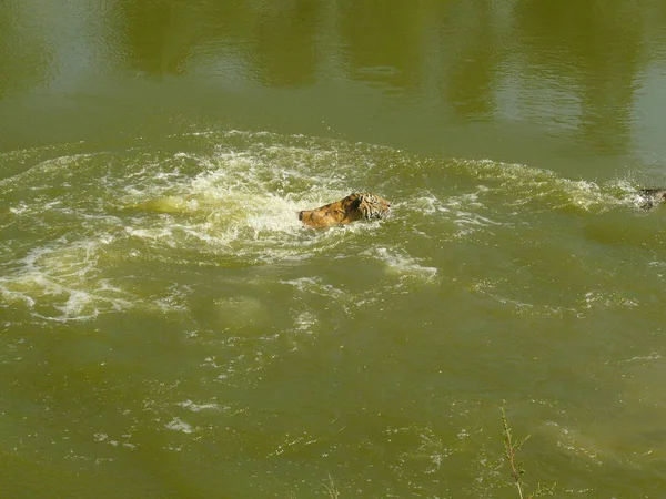 Dos Tigres Nadan Lago — Foto de Stock