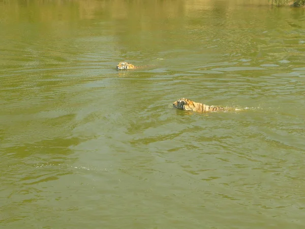 Dois Tigres Nadam Lago — Fotografia de Stock