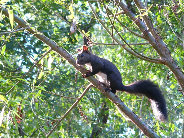 Esquilo Preto Uma Árvore — Fotografia de Stock