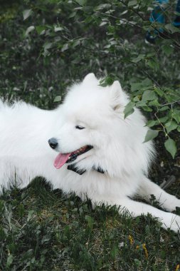 Parkta siyah papyonlu beyaz Samoylu köpek.