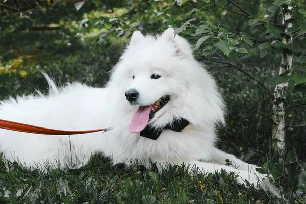 Blanco Samoyedo Perro Con Una Pajarita Negra Parque —  Fotos de Stock