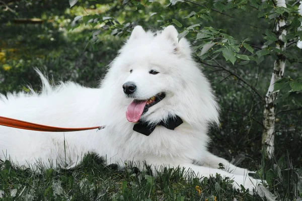 Blanco Samoyedo Perro Con Una Pajarita Negra Parque —  Fotos de Stock