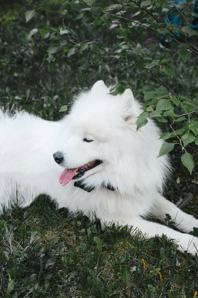 Branco Samoyed Cão Com Laço Preto Parque — Fotografia de Stock