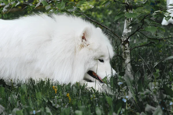 Blanco Samoyedo Perro Con Una Pajarita Negra Parque —  Fotos de Stock