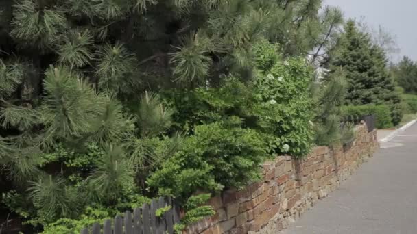 Pinos Arbustos Ancianos Balanceándose Viento Detrás Una Pared Ladrillo — Vídeo de stock