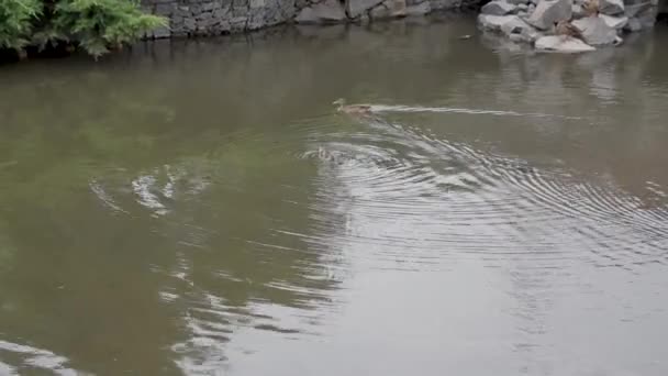 Δύο Πάπιες Κολυμπούν Μια Τεχνητή Λιμνούλα — Αρχείο Βίντεο
