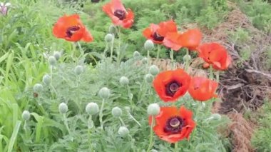 çiçekli haşhaş ve rüzgarda çiy sallayarak haşhaş unblown tomurcukları