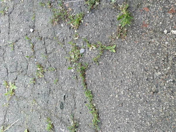 균열을 잔디와 아스팔트 — 스톡 사진