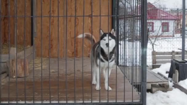 Husky Una Jaula Mira Cámara Sienta — Vídeos de Stock