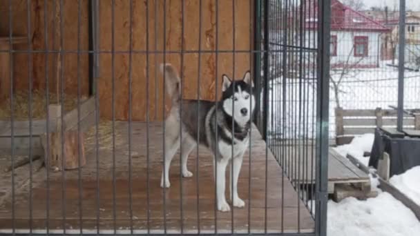 Husky Una Jaula Mirando Cámara — Vídeos de Stock